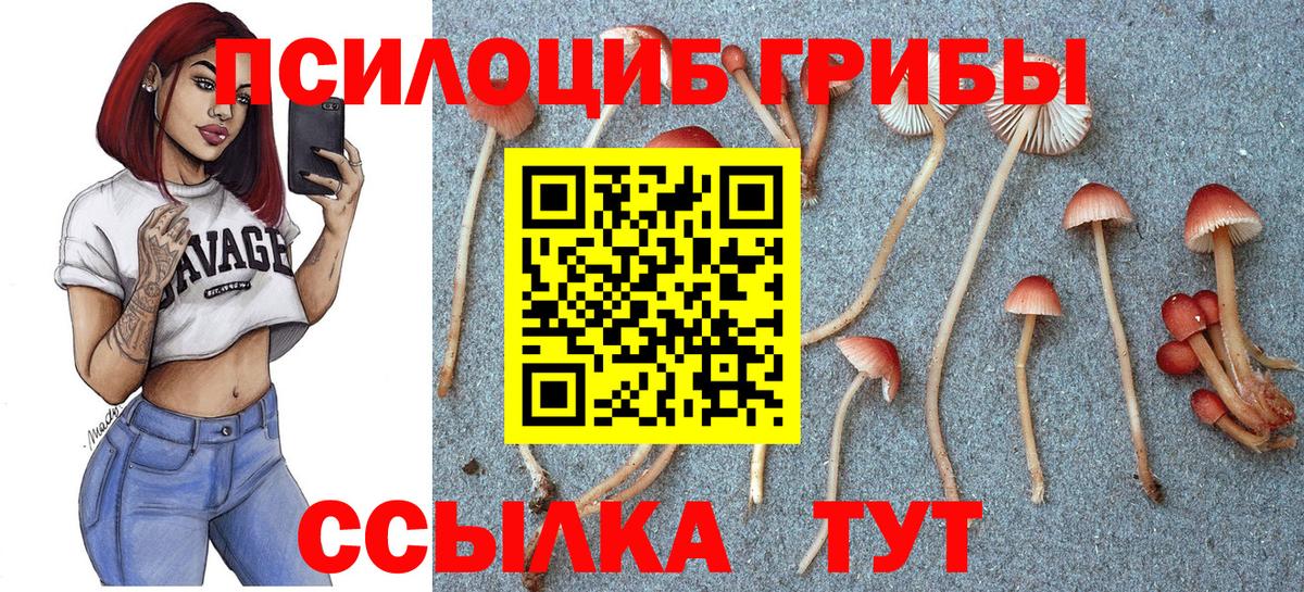 Псилоцибиновые грибы GOLDEN TEACHER  Вход с VPN  Псилоцибиновые грибы Psilocybine cubensis  цены наркотик  Всеволожск 