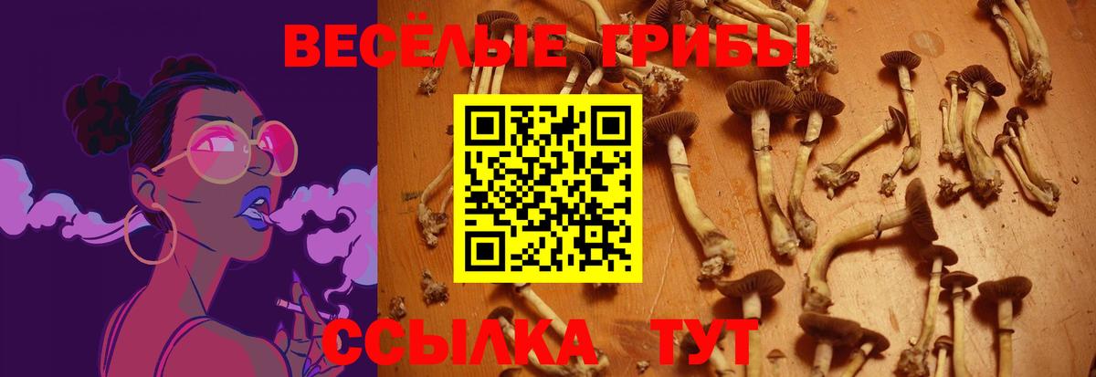 Псилоцибиновые грибы Psilocybe Всеволожск